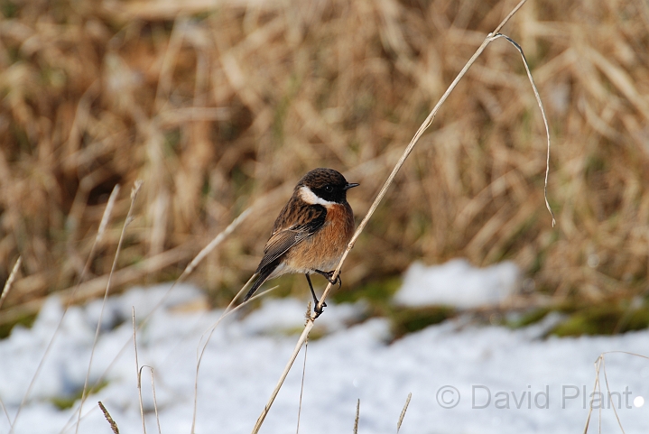 Stonechat male - B.JPG - Stonechat, male - Gloucestershire
